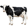 Cow icon
