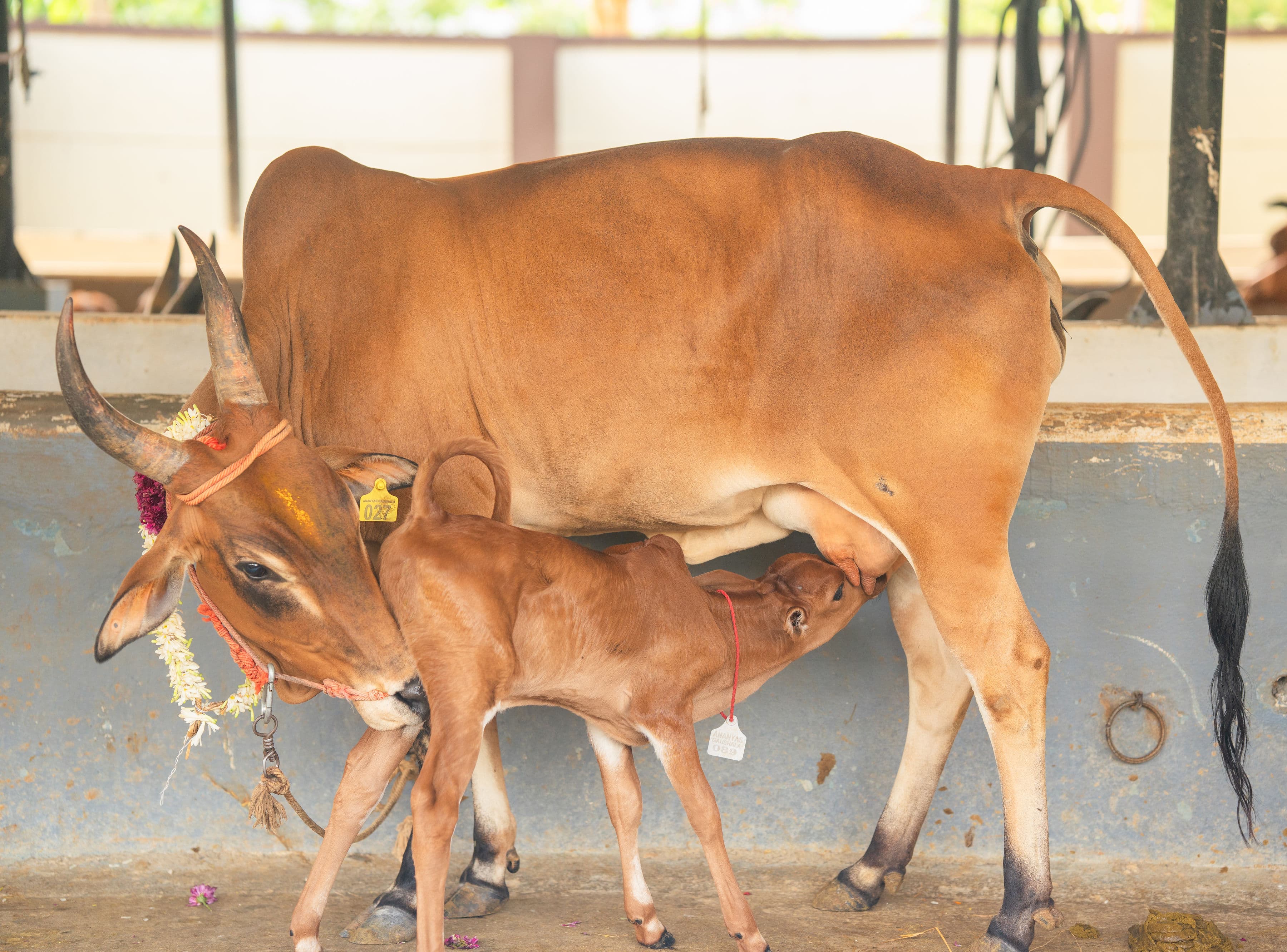 Sacred Souls at Peace