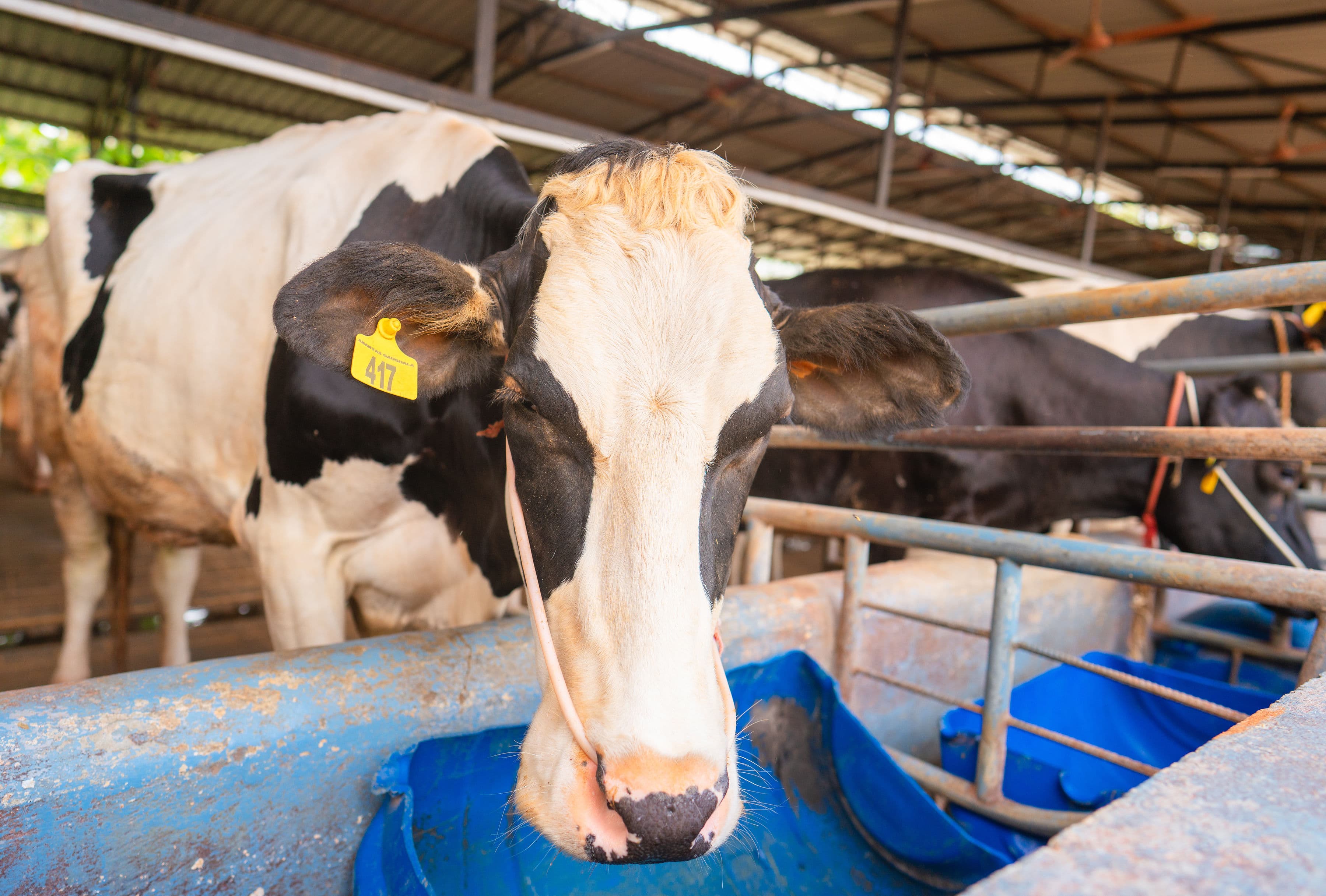 Divine Care in Action