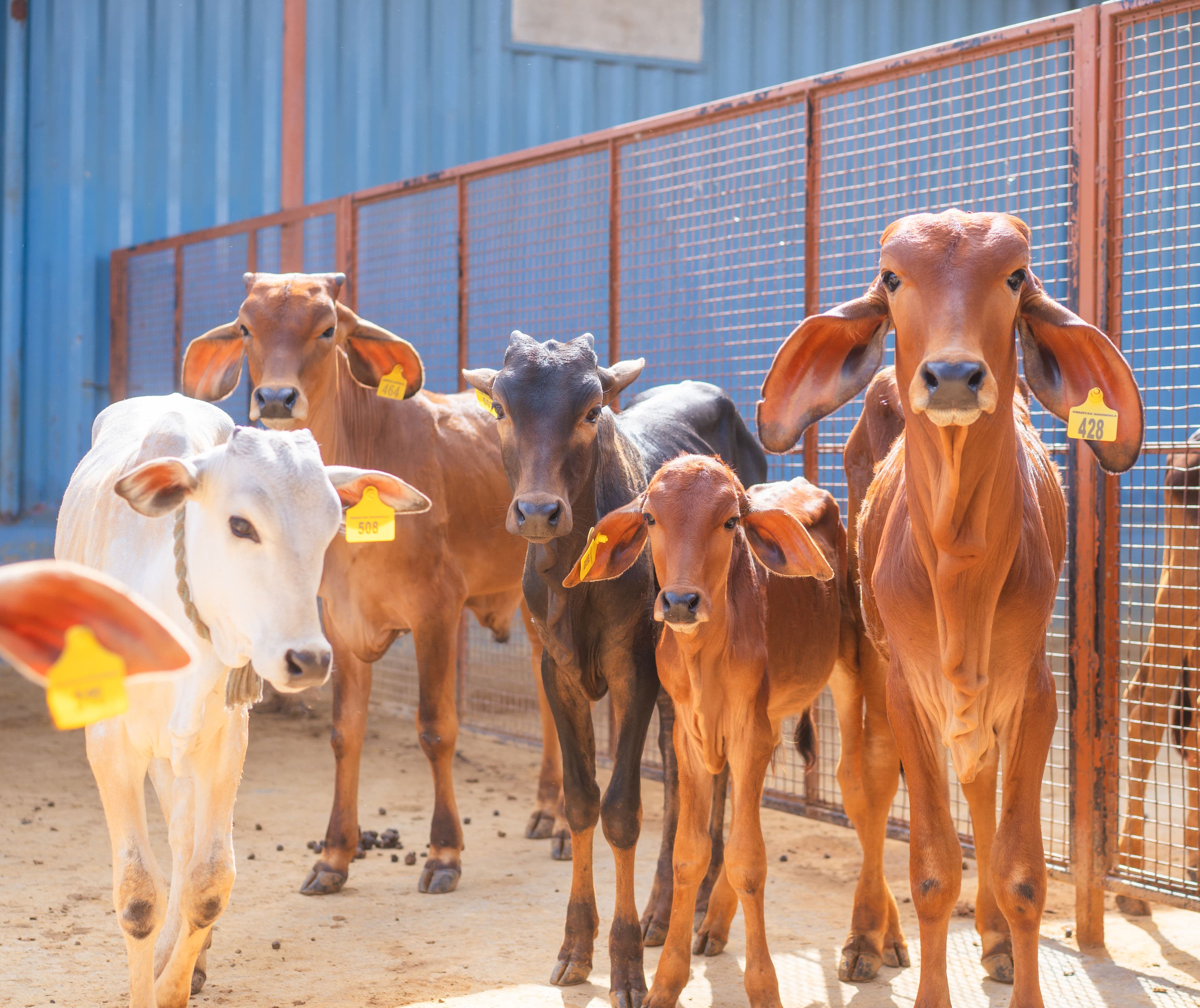 Happy and Healthy Cows