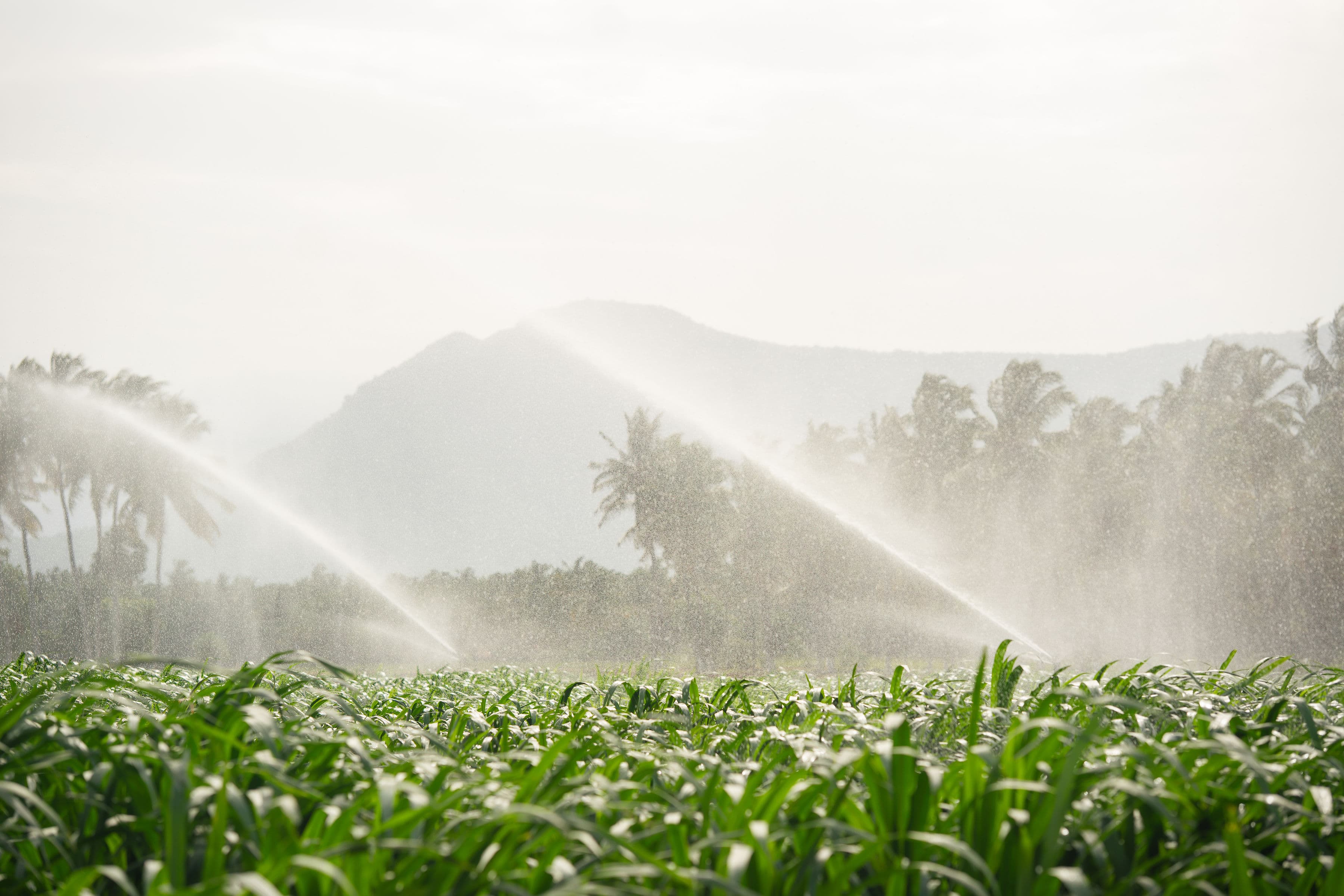 Nutritious Fodder Feed